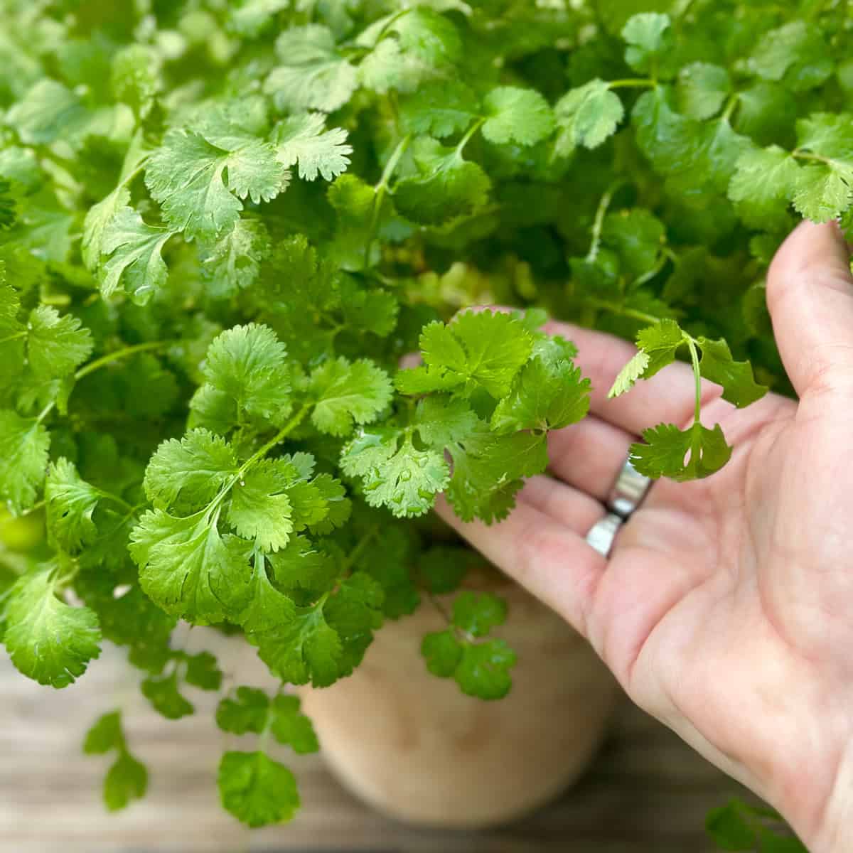 6 loại c&acirc;y đuổi muỗi, n&ecirc;n trồng trong nh&agrave; ngay thời điểm n&agrave;y - Ảnh 6.