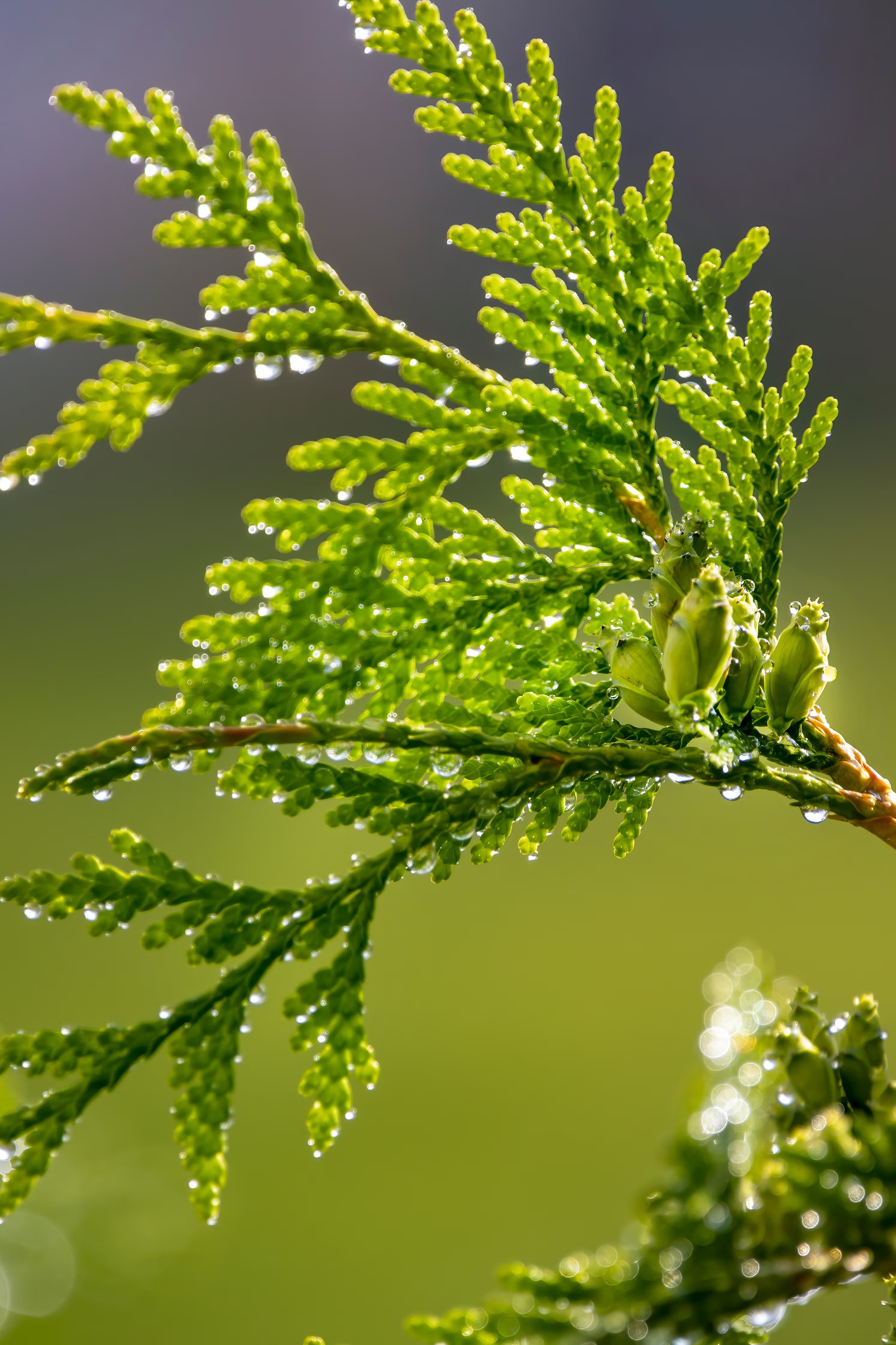 6 loại c&acirc;y đuổi muỗi, n&ecirc;n trồng trong nh&agrave; ngay thời điểm n&agrave;y - Ảnh 2.