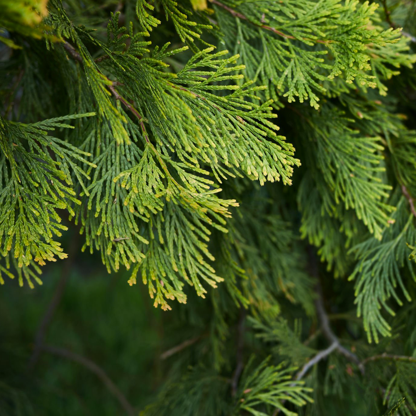 4 loại c&acirc;y chớ n&ecirc;n trồng trong s&acirc;n nh&agrave; - Ảnh 4.
