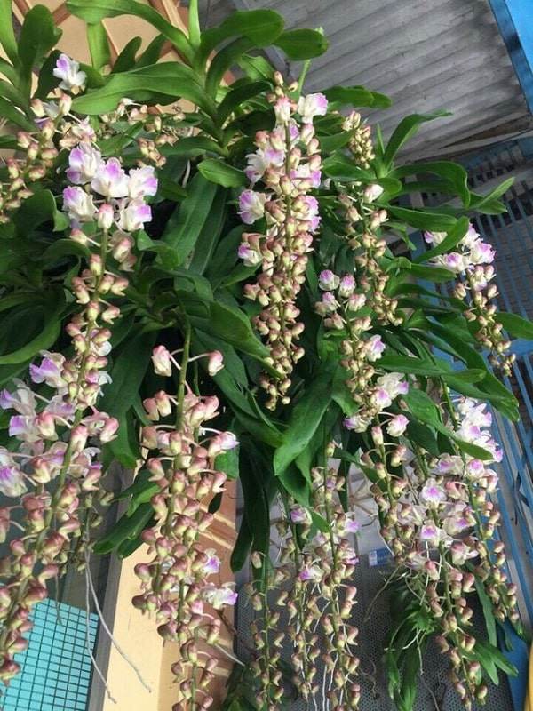 p du cham van ra hoa deu deu hoa lan tam bao sac 7 min min 1598536754 614 width600height800 1776591949600 1776591949806617615357 1776643450517 17766434507471662899765