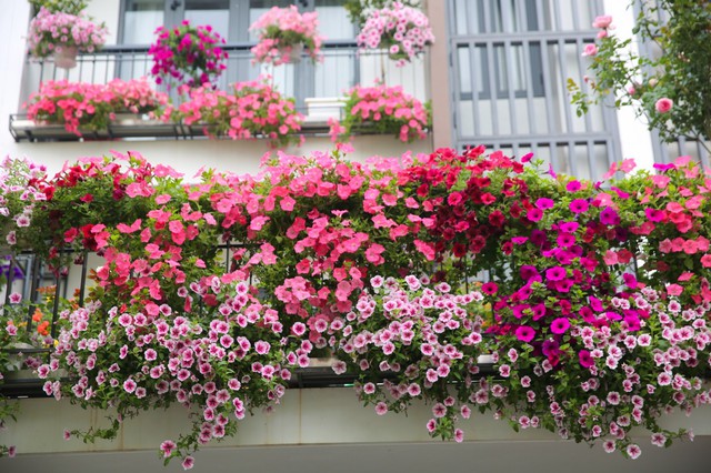 5 loại hoa nên trồng ngay trong tháng 4: Có 1 cây cũng tốt đủ đường - Ảnh 2.