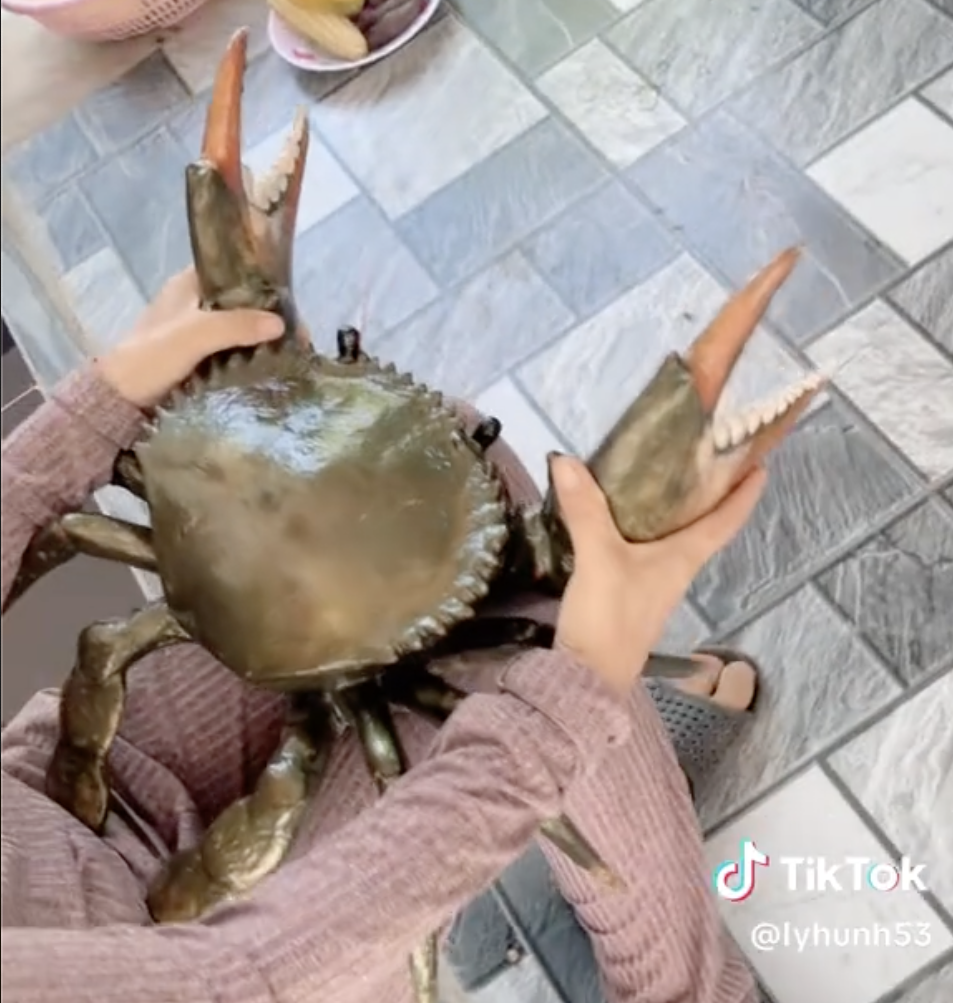 Clip con cua 7 kg ở An Giang nổi tiếng mạng x&atilde; hội với 4,4 triệu lượt xem - Ảnh 1.