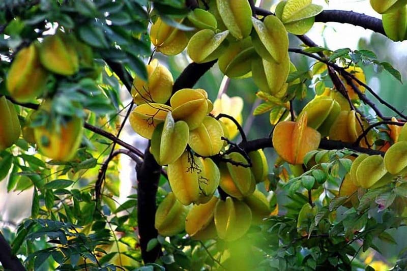 Lời khuy&ecirc;n cho những gia đ&igrave;nh đang trồng c&acirc;y khế - Ảnh 1.