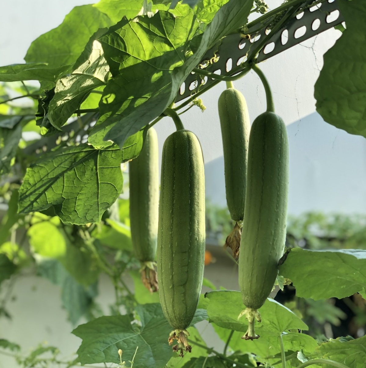 Lời khuy&ecirc;n hữu &iacute;ch cho những gia đ&igrave;nh đang trồng c&acirc;y mướp - Ảnh 1.