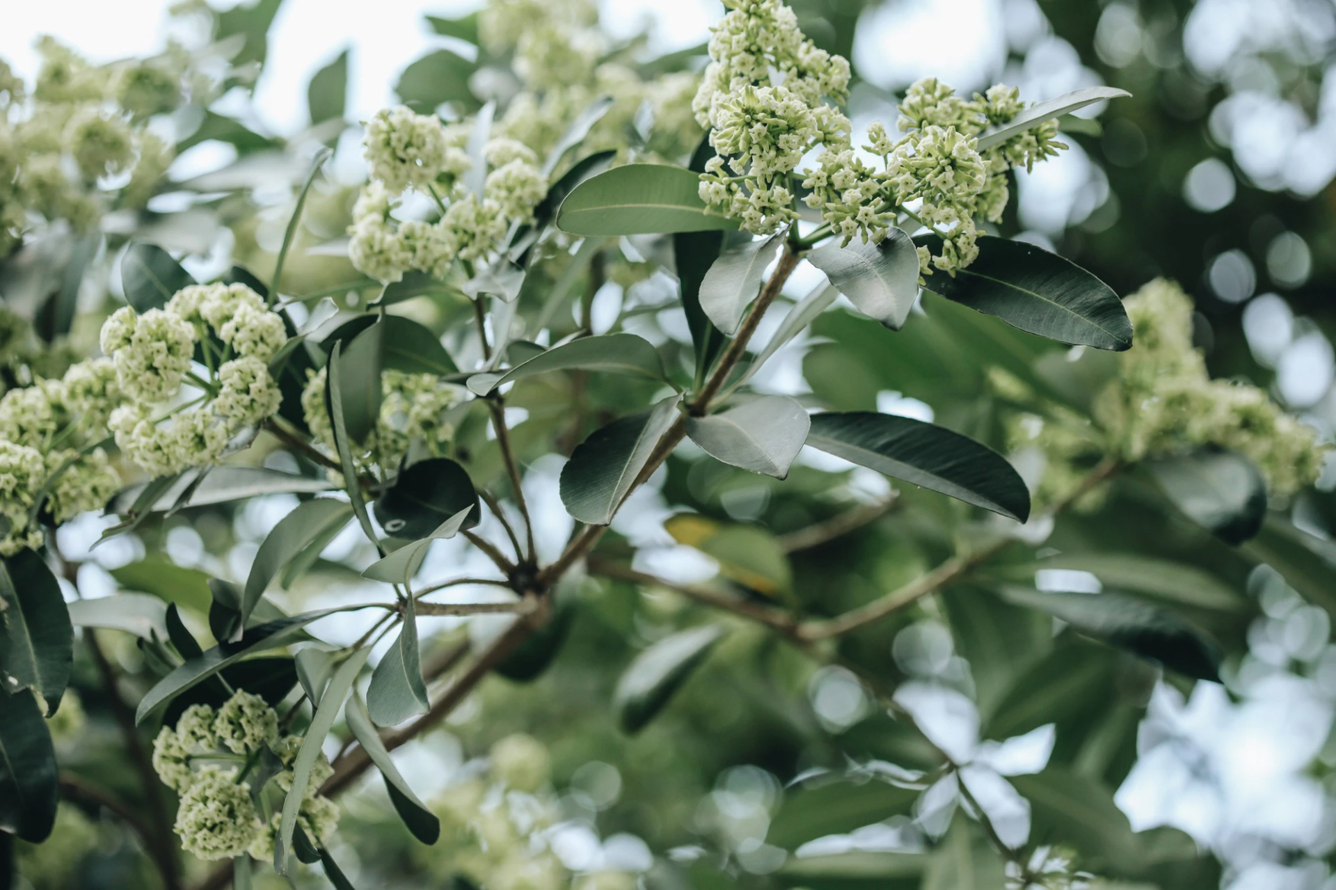 Lời khuy&ecirc;n cho gia đ&igrave;nh trồng c&acirc;y hoa sữa an to&agrave;n v&agrave; hiệu quả - Ảnh 2.
