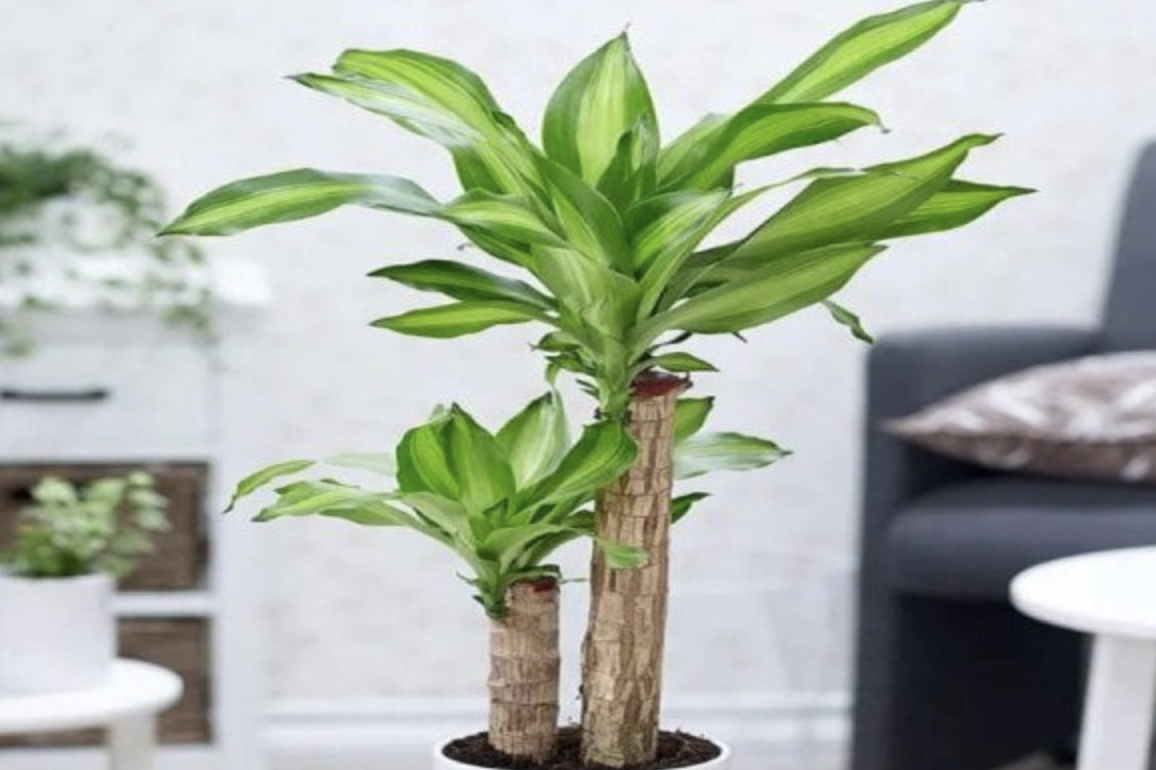 8 loại c&acirc;y phong thủy n&ecirc;n trồng trong nh&agrave; để h&uacute;t t&agrave;i lộc - Ảnh 1.