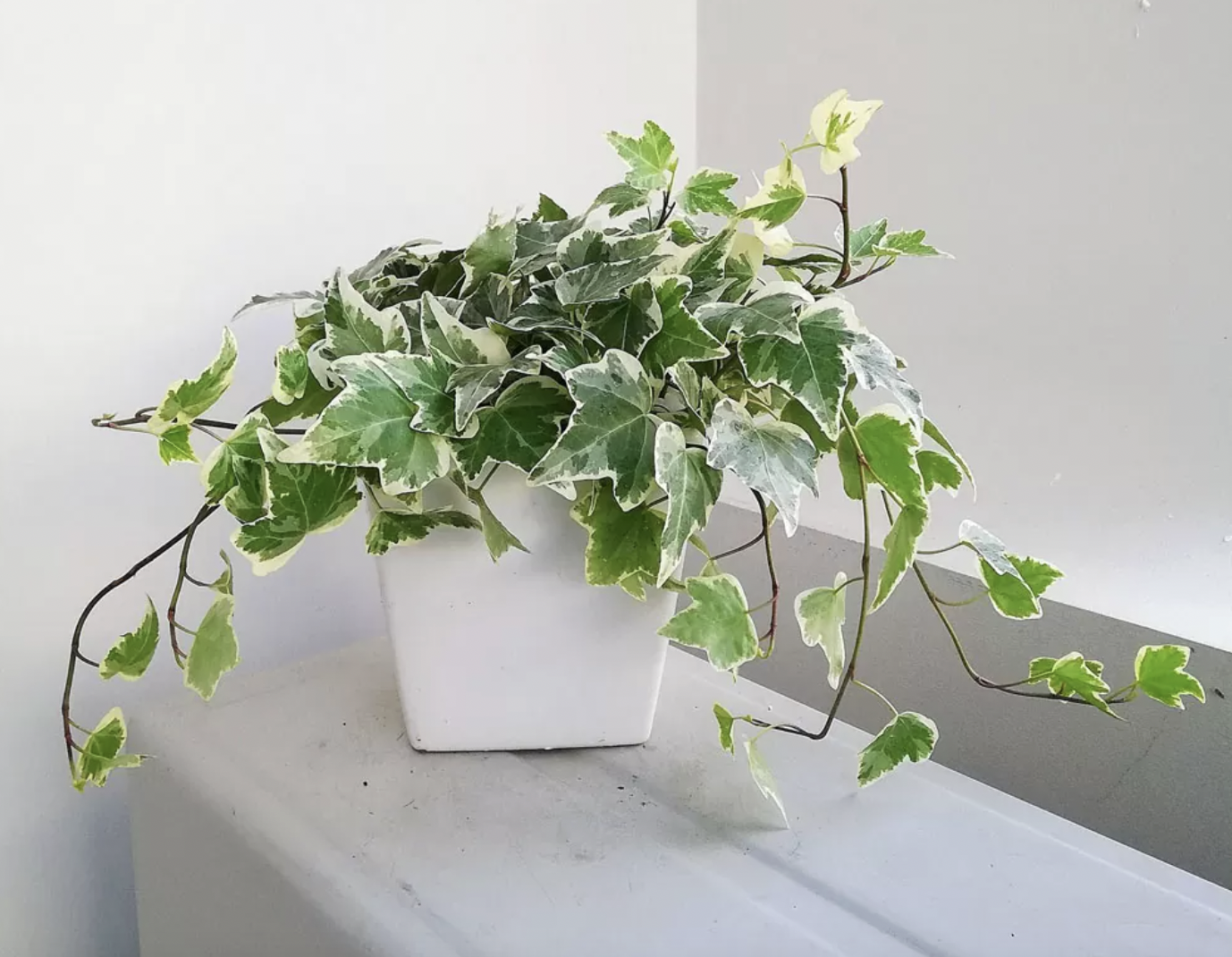 8 loại c&acirc;y phong thủy n&ecirc;n trồng trong nh&agrave; để h&uacute;t t&agrave;i lộc - Ảnh 2.