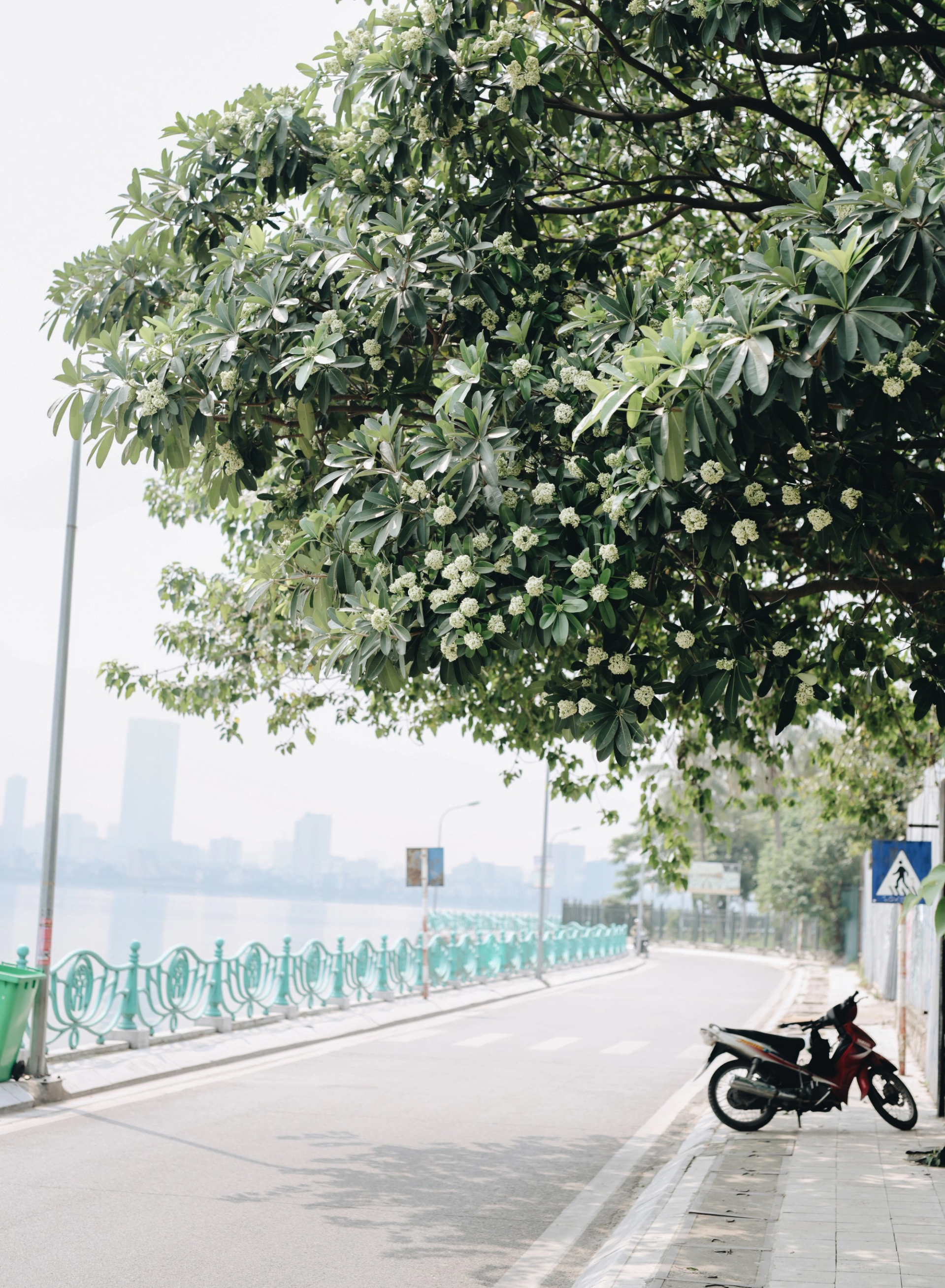 Lời khuy&ecirc;n cho gia đ&igrave;nh trồng c&acirc;y hoa sữa an to&agrave;n v&agrave; hiệu quả - Ảnh 1.