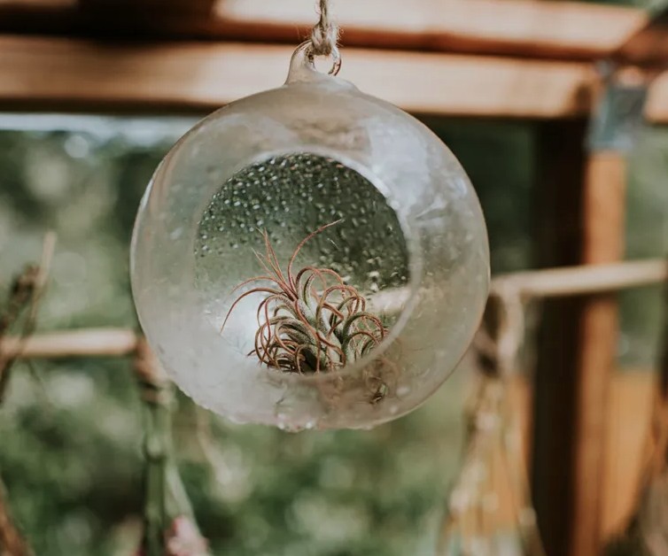 5 loại c&acirc;y gần như &ldquo;kh&ocirc;ng thể chết&rdquo; - Ảnh 2.