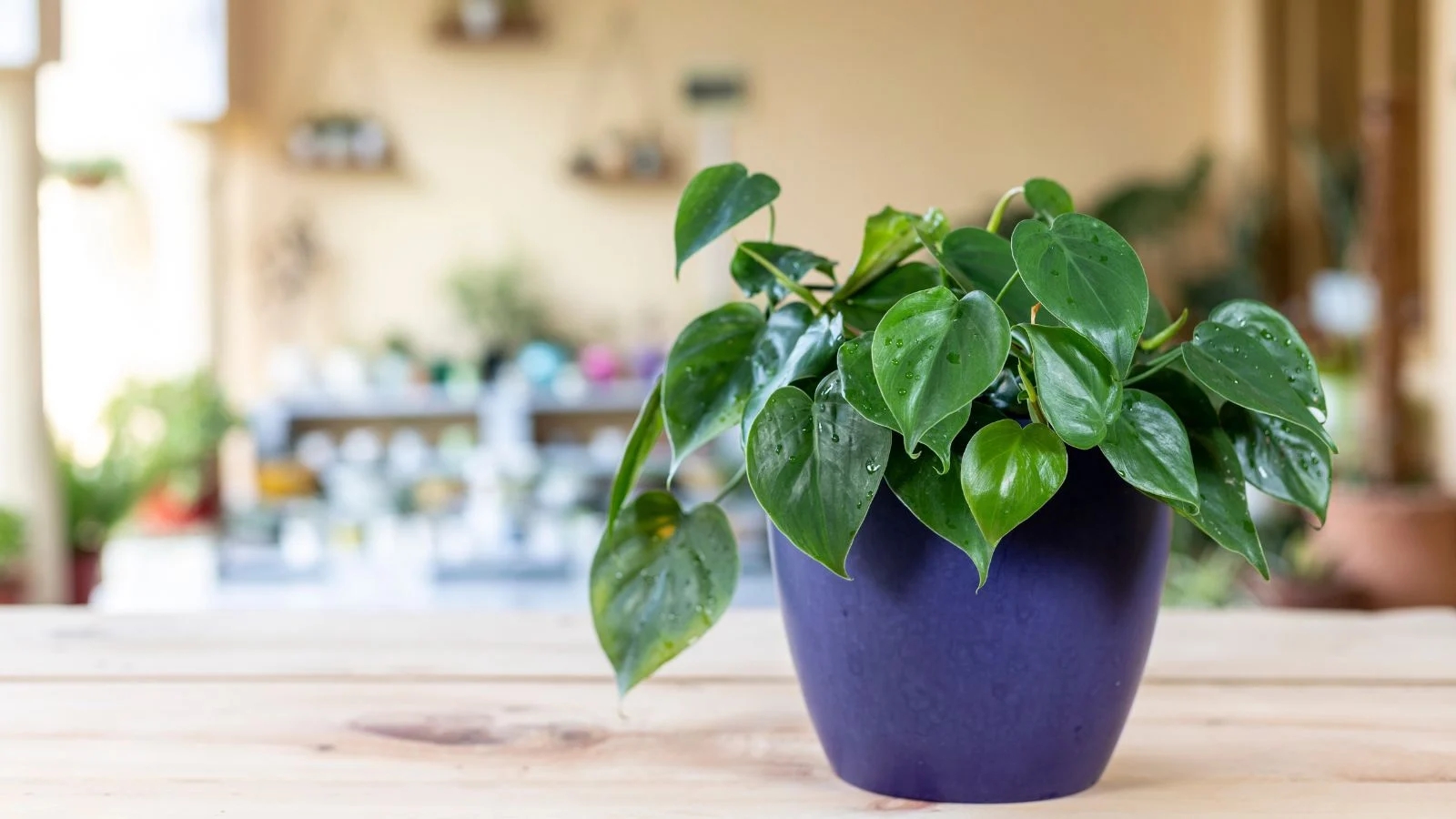 cay trau ba la tim 1776849320549 17768493209131973847633