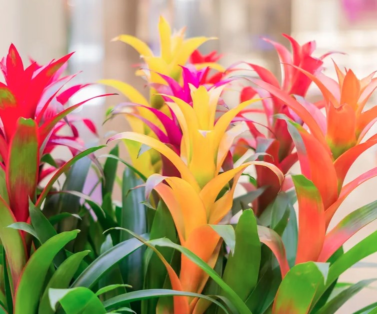 5 loại c&acirc;y gần như &ldquo;kh&ocirc;ng thể chết&rdquo; - Ảnh 1.