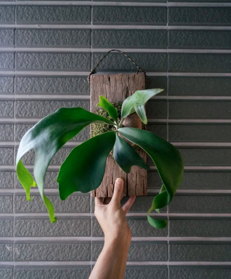 5 loại c&acirc;y gần như &ldquo;kh&ocirc;ng thể chết&rdquo; - Ảnh 5.