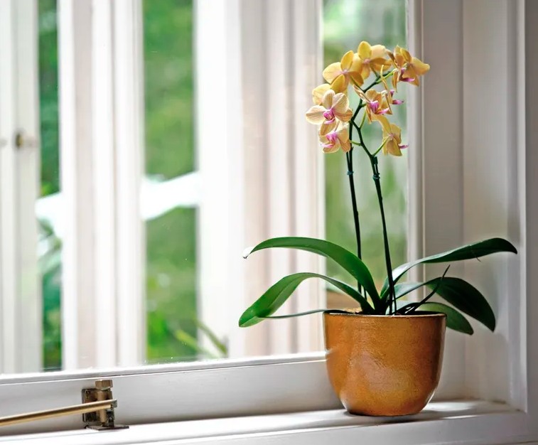 5 loại c&acirc;y gần như &ldquo;kh&ocirc;ng thể chết&rdquo; - Ảnh 3.