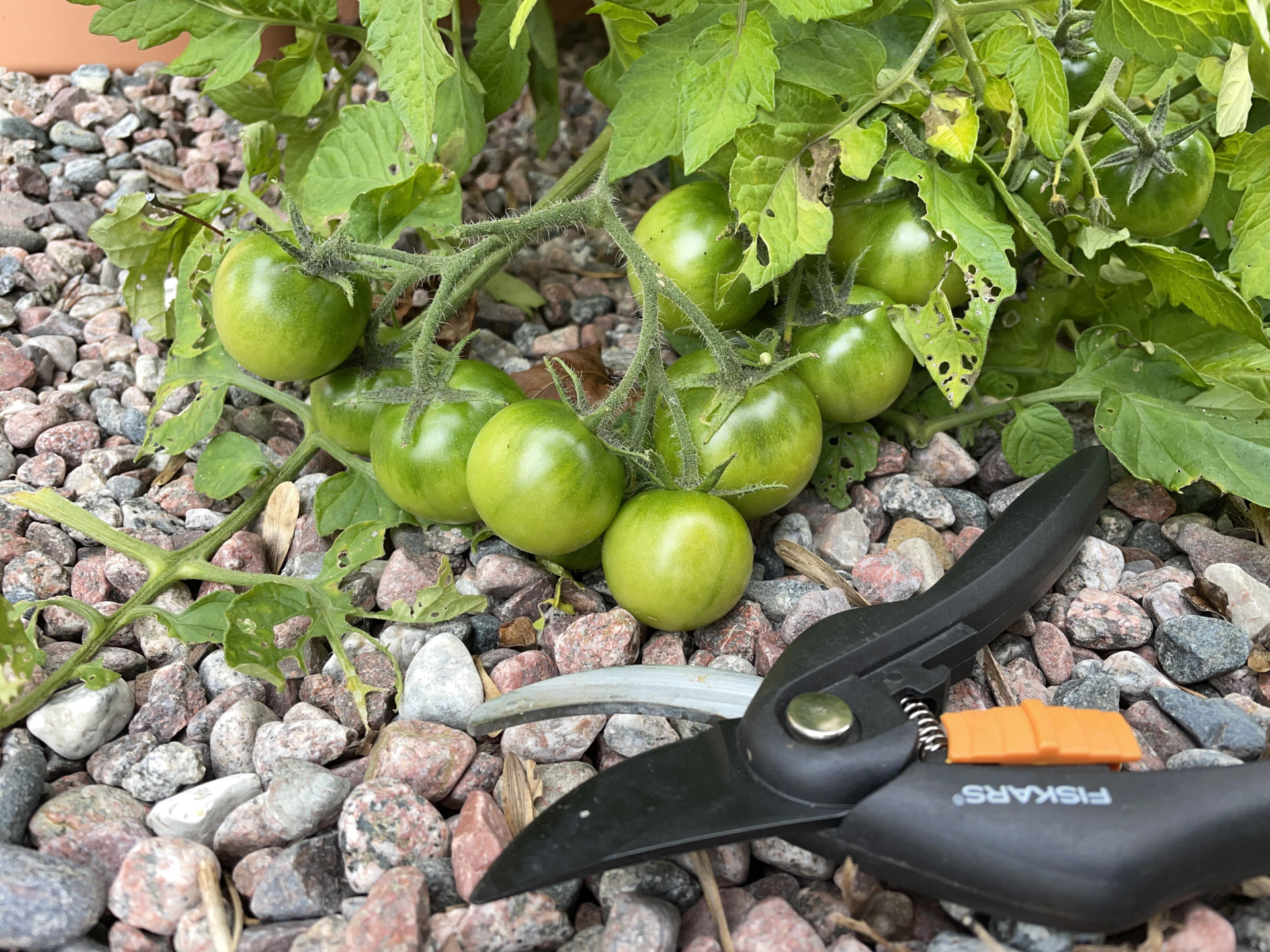 my danh gia loai qua tot nhat cho suc khoe tim mach khong phai tao hay kiwi viet nam la liet con rat re anh3 163630 1776854744097 1776854744313490081293