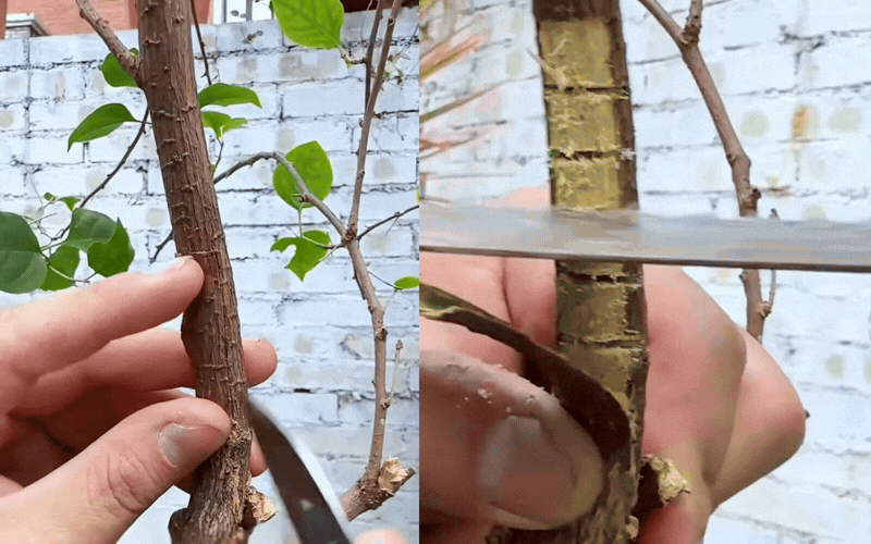 B&iacute; quyết tạo d&aacute;ng th&aacute;c đổ sang trọng cho c&acirc;y hoa giấy - Ảnh 3.