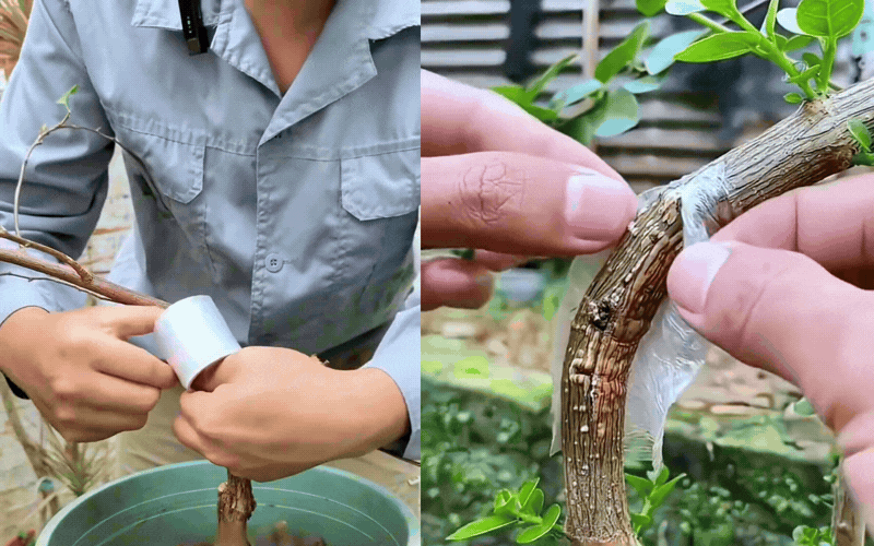 B&iacute; quyết tạo d&aacute;ng th&aacute;c đổ sang trọng cho c&acirc;y hoa giấy - Ảnh 4.