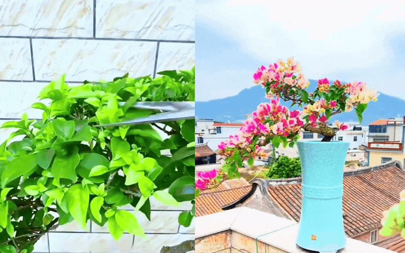 B&iacute; quyết tạo d&aacute;ng th&aacute;c đổ sang trọng cho c&acirc;y hoa giấy - Ảnh 5.