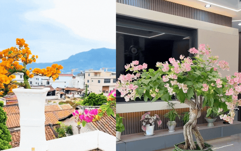 B&iacute; quyết tạo d&aacute;ng th&aacute;c đổ sang trọng cho c&acirc;y hoa giấy - Ảnh 6.