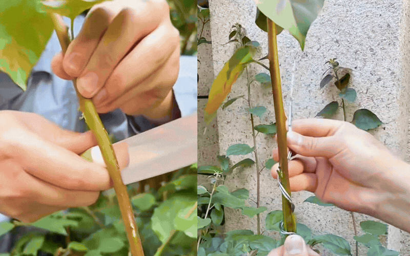 B&iacute; quyết tạo d&aacute;ng th&aacute;c đổ sang trọng cho c&acirc;y hoa giấy - Ảnh 7.