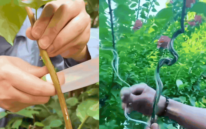 B&iacute; quyết tạo d&aacute;ng th&aacute;c đổ sang trọng cho c&acirc;y hoa giấy - Ảnh 8.