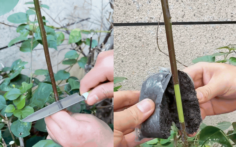 B&iacute; quyết tạo d&aacute;ng th&aacute;c đổ sang trọng cho c&acirc;y hoa giấy - Ảnh 9.