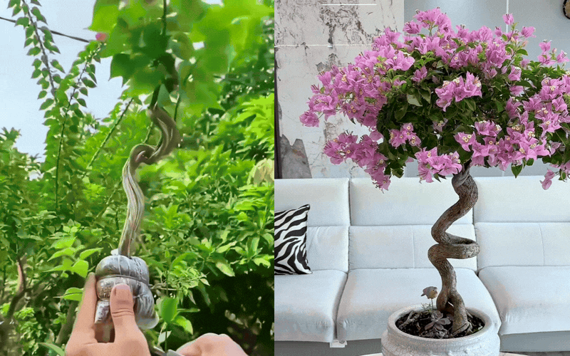 B&iacute; quyết tạo d&aacute;ng th&aacute;c đổ sang trọng cho c&acirc;y hoa giấy - Ảnh 10.