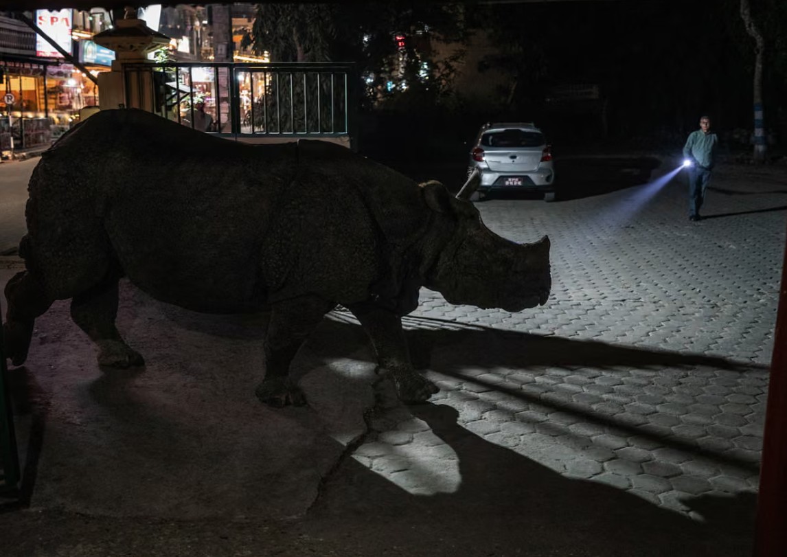 T&ecirc; gi&aacute;c đi ngang phố: Cuộc sống v&agrave; xung đột giữa con người v&agrave; động vật hoang d&atilde; - Ảnh 2.