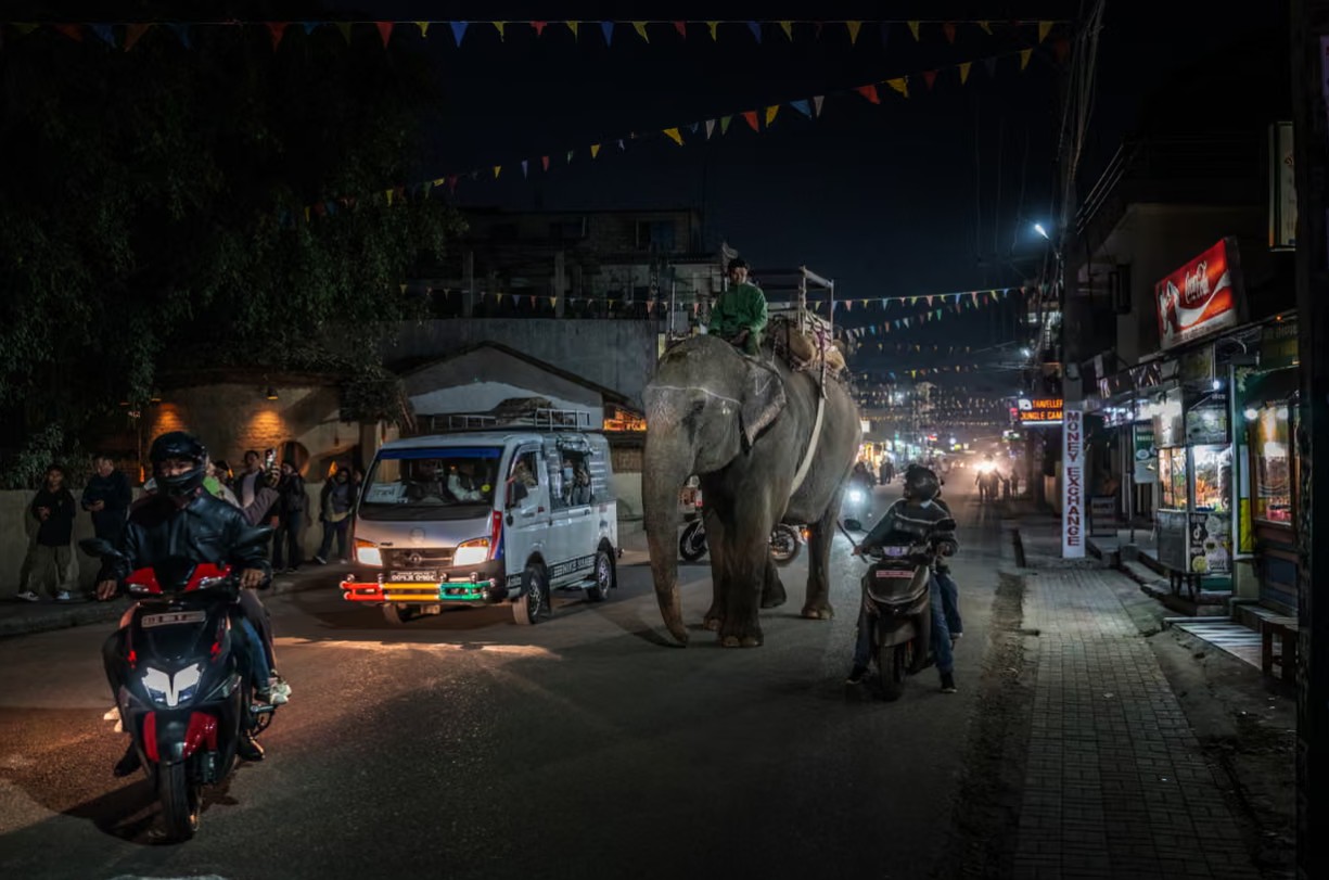 T&ecirc; gi&aacute;c đi ngang phố: Cuộc sống v&agrave; xung đột giữa con người v&agrave; động vật hoang d&atilde; - Ảnh 4.