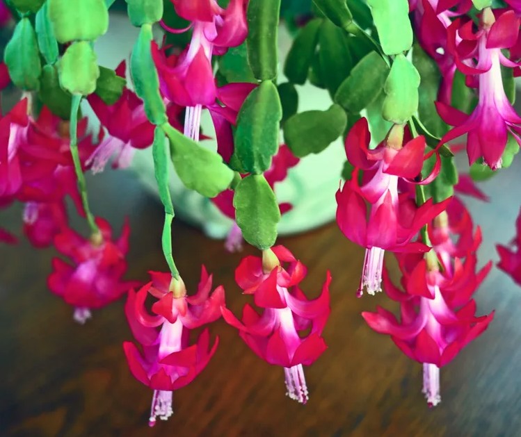 5 loại c&acirc;y gần như &ldquo;kh&ocirc;ng thể chết&rdquo; - Ảnh 4.