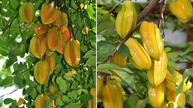 4 loại cây nên trồng trước cửa nhà: Vừa ‘trấn trạch’, vừa ‘hút’ tài lộc - Ảnh 2.