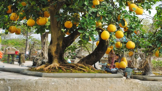 Gia đ&igrave;nh trồng c&acirc;y bưởi trước nh&agrave; cần lưu &yacute;- Ảnh 1.