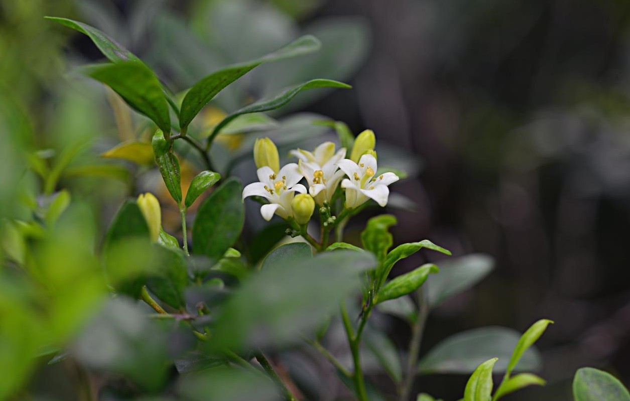 5 loại c&acirc;y chớ n&ecirc;n để tr&ecirc;n b&agrave;n l&agrave;m việc - Ảnh 1.