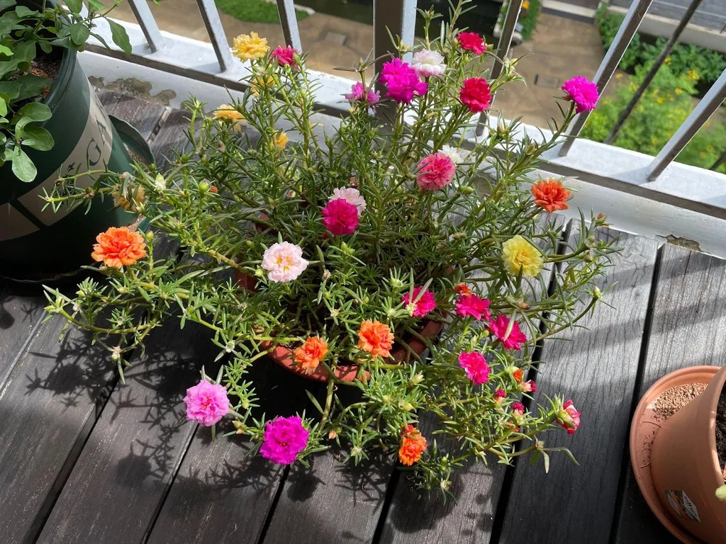 hoa muoi gio duoc trong vao chau de treo hoac dat o khu vuc ban cong 6523a198d1295e11306f2e92 105746 1776918618836 1776918619770235745394