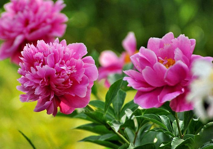 4 loại c&acirc;y may mắn n&ecirc;n trồng trước s&acirc;n nh&agrave; cho cuộc sống ph&uacute; qu&yacute; - Ảnh 2.