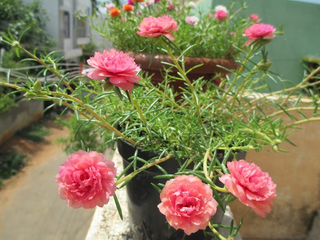 muoi gio mi 9 1 105816 1776918620556 17769186208441719882460