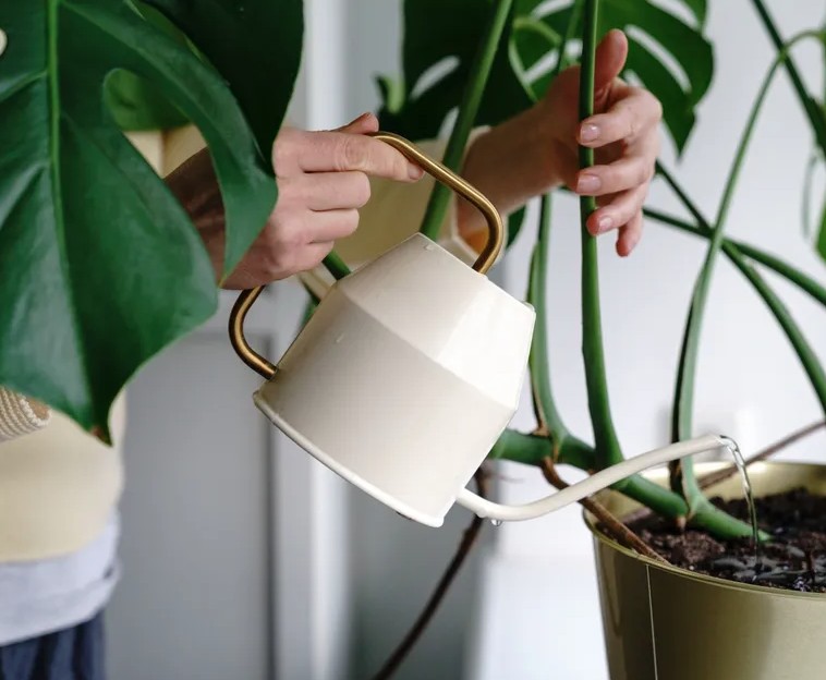 5 việc cần làm với trầu bà lá xẻ ngay bây giờ - Ảnh 1.