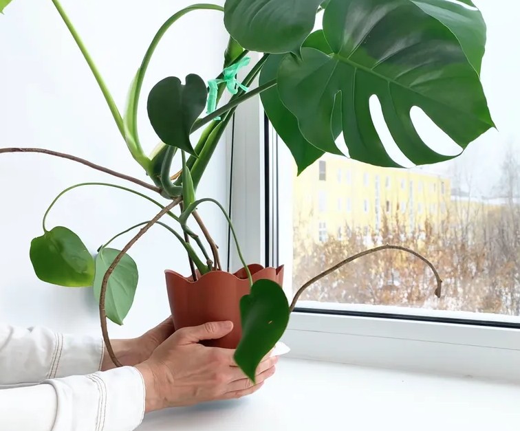 5 việc cần làm với trầu bà lá xẻ ngay bây giờ - Ảnh 2.