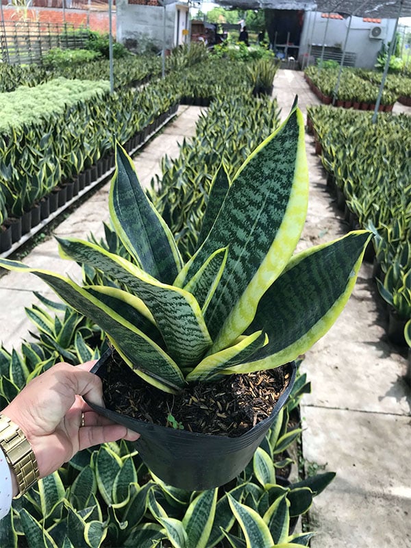 5 kiểu người hợp trồng c&acirc;y lưỡi hổ để kh&ocirc;ng gian sống xanh m&aacute;t - Ảnh 1.