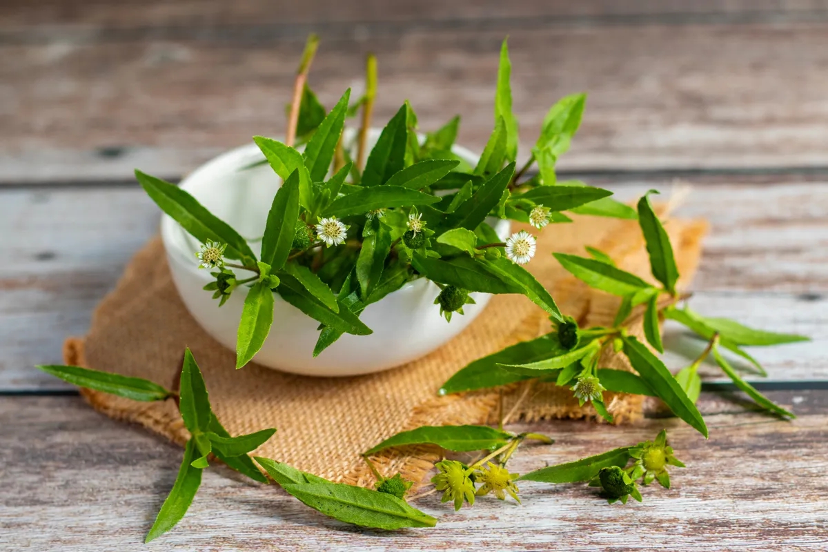 Loại c&acirc;y chống rụng t&oacute;c, k&iacute;ch th&iacute;ch mọc t&oacute;c cực đỉnh, giảm cả mỡ m&aacute;u: Mọc dại đầy Việt Nam - Ảnh 1.