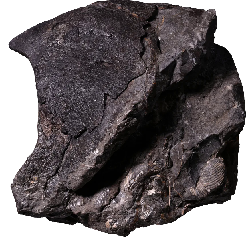 Ph&aacute;t hiện chấn động về lo&agrave;i bạch tuộc khổng lồ d&agrave;i tới 19 m&eacute;t từ 100 triệu năm trước l&agrave;m thay đổi lịch sử đại dương - Ảnh 2.