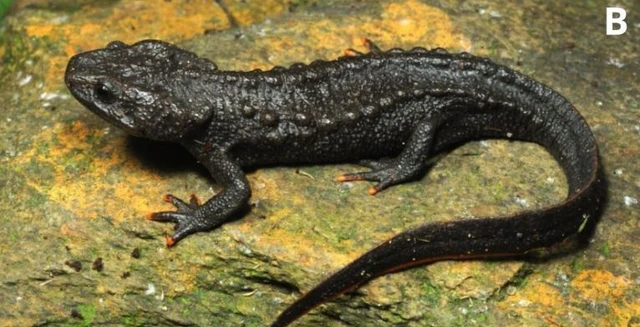 Việt Nam c&oacute; 1 lo&agrave;i cực hiếm, chưa từng xuất hiện ở bất cứ đ&acirc;u tr&ecirc;n thế giới: L&agrave; c&aacute; nhưng lại c&oacute; ch&acirc;n, sống ở độ cao 1.000-1.400m - Ảnh 2.