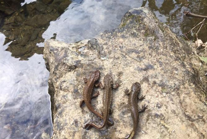 Việt Nam c&oacute; 1 lo&agrave;i cực hiếm, chưa từng xuất hiện ở bất cứ đ&acirc;u tr&ecirc;n thế giới: L&agrave; c&aacute; nhưng lại c&oacute; ch&acirc;n, sống ở độ cao 1.000-1.400m - Ảnh 3.