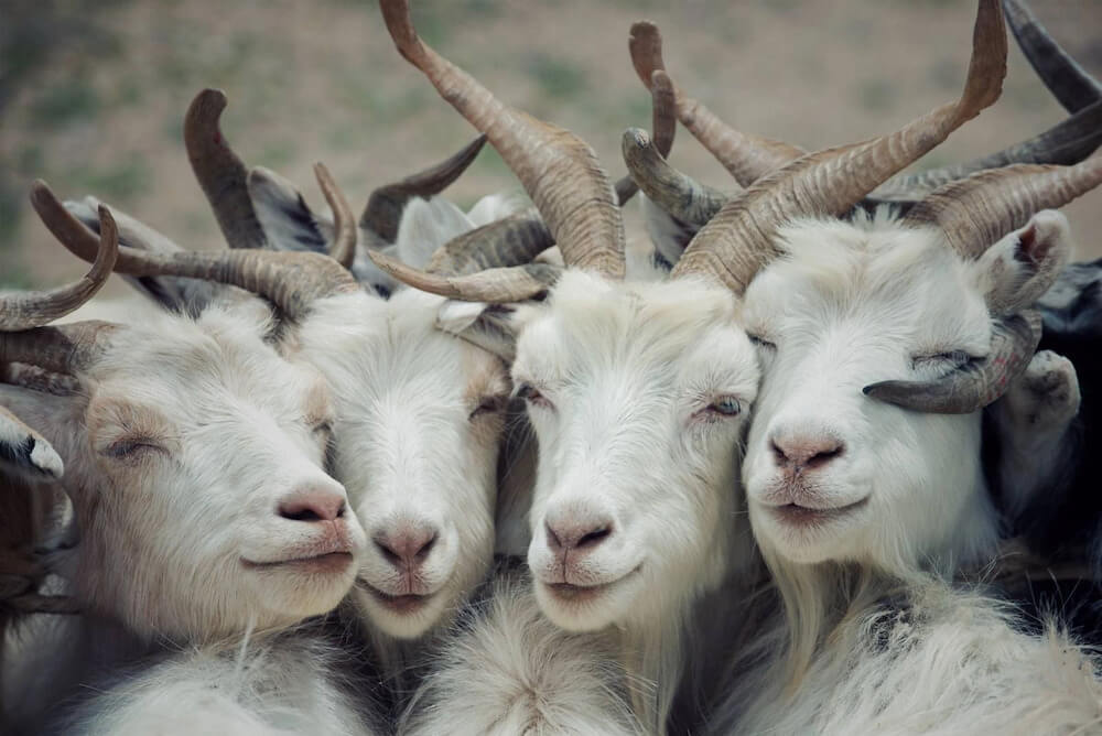 14 ng&agrave;y tới: 4 con gi&aacute;p c&oacute; t&iacute;n hiệu tăng thu nhập, cơ hội cải thiện t&agrave;i ch&iacute;nh r&otilde; rệt- Ảnh 2.