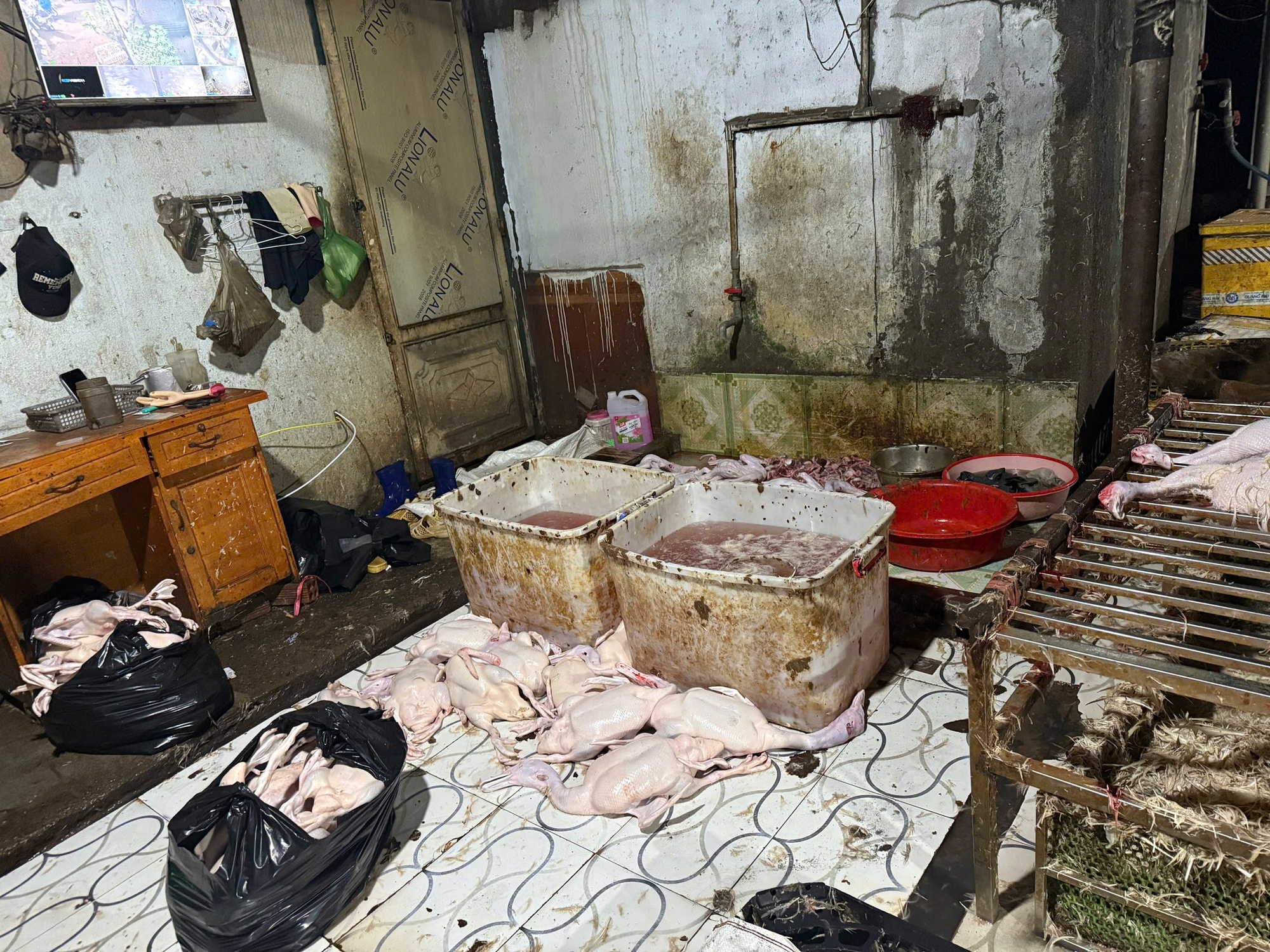 Đột k&iacute;ch điểm giết mổ gia cầm tr&aacute;i ph&eacute;p ở TPHCM , ph&aacute;t hiện 354 con vịt - Ảnh 1.