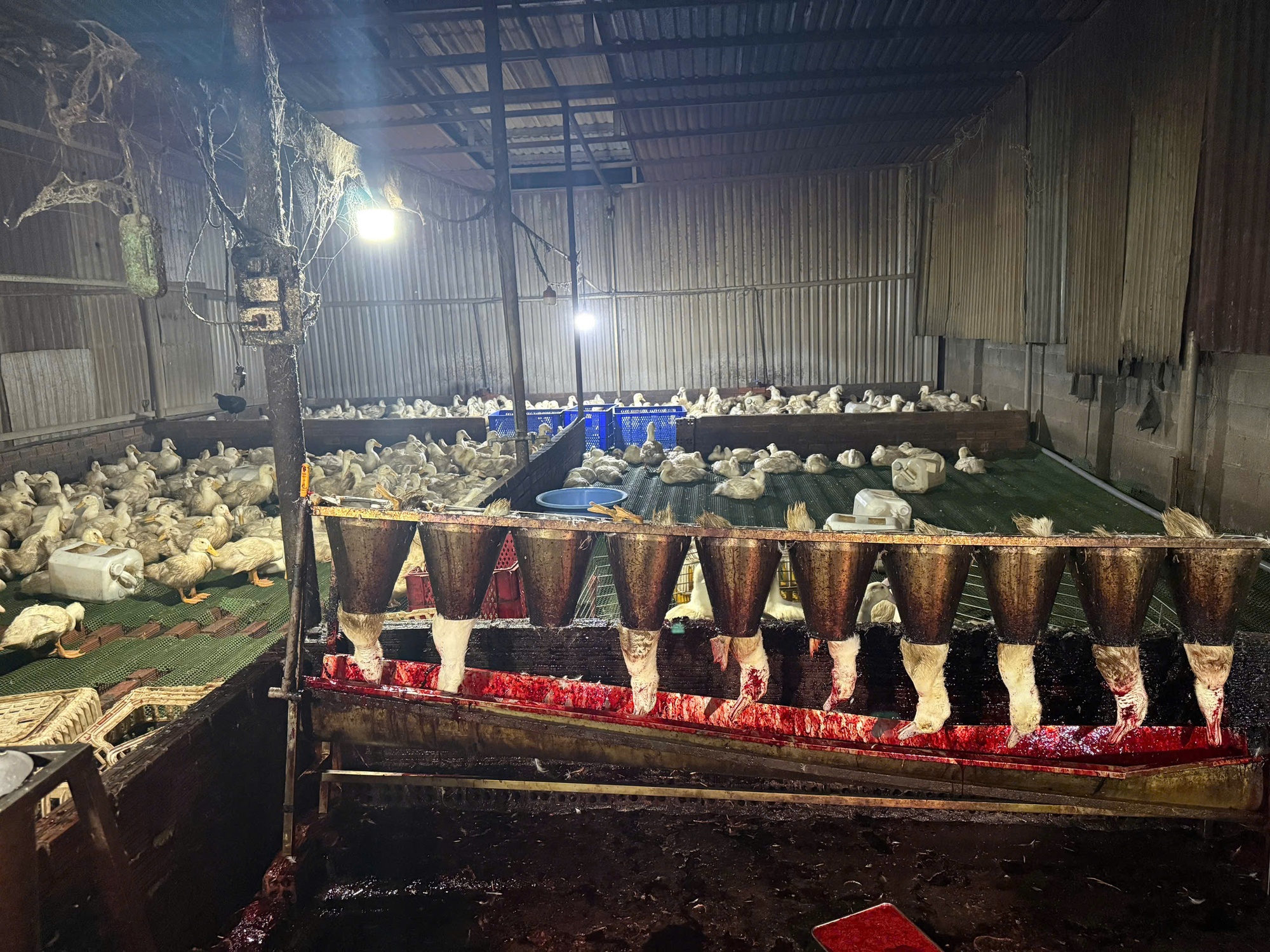 Đột k&iacute;ch điểm giết mổ gia cầm tr&aacute;i ph&eacute;p ở TPHCM , ph&aacute;t hiện 354 con vịt - Ảnh 4.