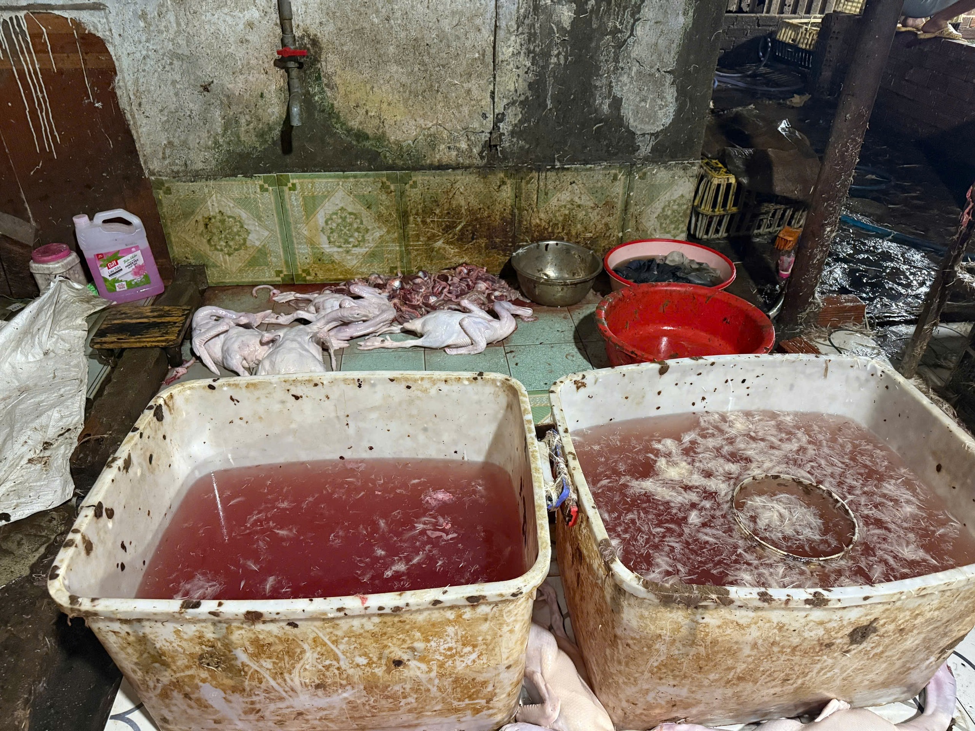 Đột k&iacute;ch điểm giết mổ gia cầm tr&aacute;i ph&eacute;p ở TPHCM , ph&aacute;t hiện 354 con vịt - Ảnh 3.