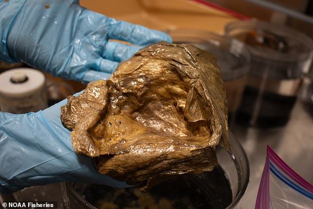 Giải m&atilde; "trứng qu&aacute;i vật ngo&agrave;i h&agrave;nh tinh" xuất hiện ở 3.200m dưới đ&aacute;y biển khiến cả thế giới đau đầu suốt 3 năm qua- Ảnh 1.