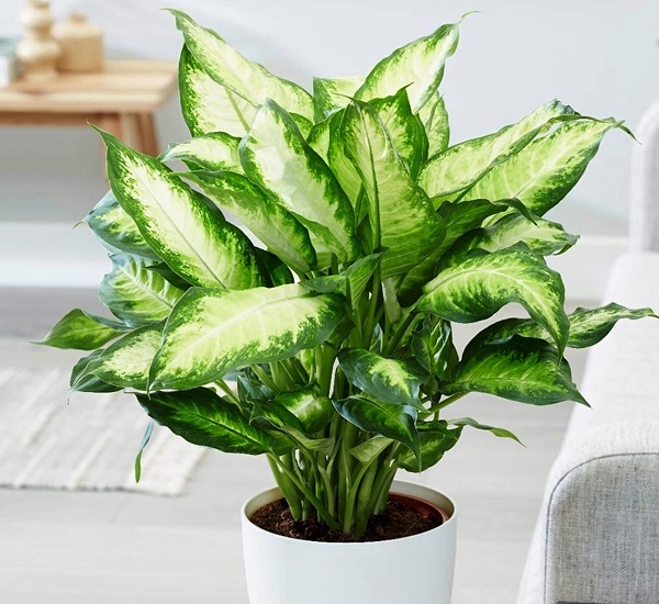 3 loại c&acirc;y c&oacute; cho cũng kh&ocirc;ng n&ecirc;n trồng trong nh&agrave;- Ảnh 3.