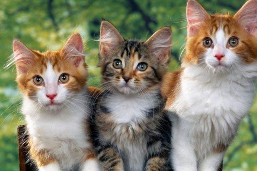 Cuối th&aacute;ng 4: 4 con gi&aacute;p c&oacute; cơ hội tho&aacute;t giai đoạn tiền bạc chật vật, thu nhập bắt đầu cải thiện - Ảnh 4.