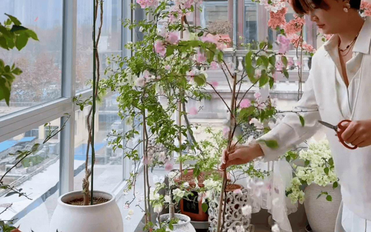 Cắt tỉa c&agrave;ng "bạo tay", hoa nở c&agrave;ng rực rỡ: B&iacute; quyết h&ocirc; biến ban c&ocirc;ng th&agrave;nh vườn hoa giấy đẹp như mộng từ chuy&ecirc;n gia- Ảnh 7.